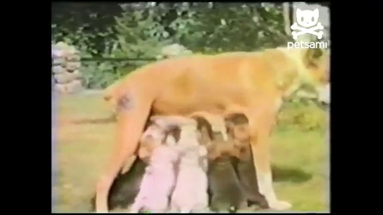 Puppies fight over mother s milk
