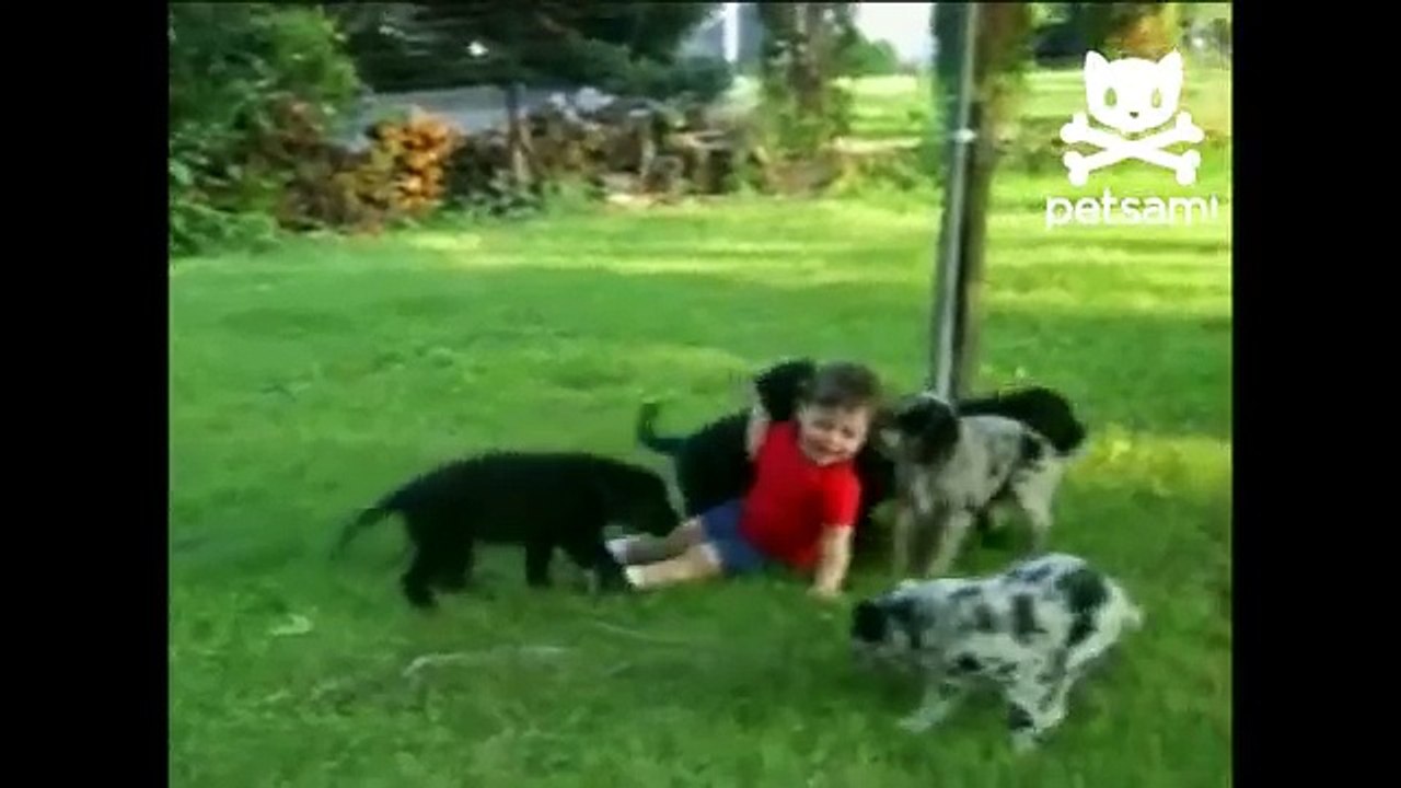 Puppies go nuts over fallen toddler