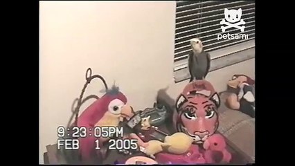 Real bird falls in love with a toy parrot