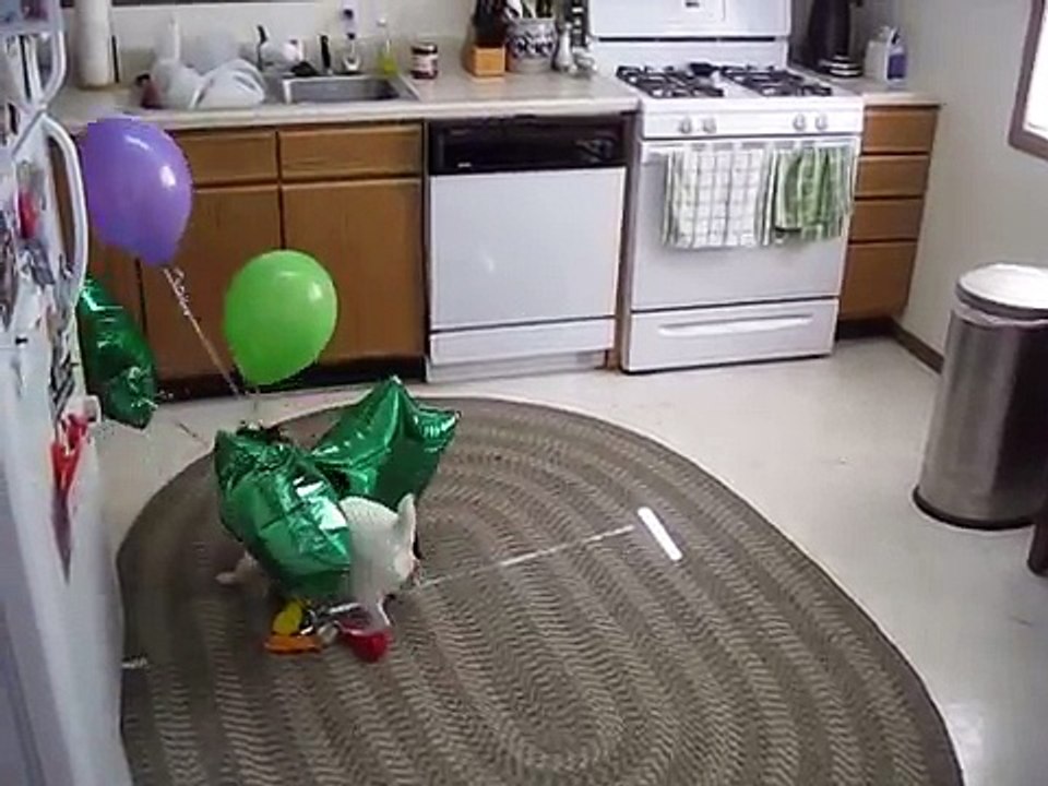 DOG vs. BALLOONS