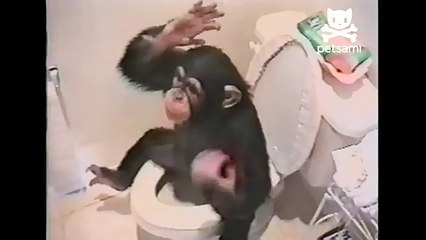 Monkey uses the toilet like a human