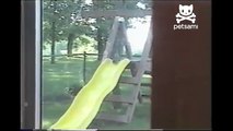 Squirrel rides the playground slide