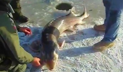 Donan Gölde Mersin Balığı Yakaladı