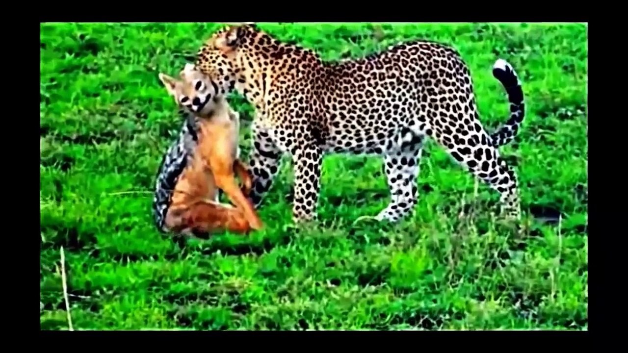 Leopard vs. Eagle vs. Lion vs. Hyena