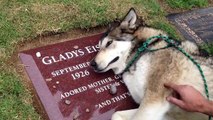 Dostunun mezarının başında ağlayan köpek çok duygusal :(