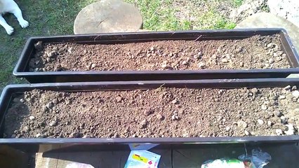 Перец болгарский выращивание рассады