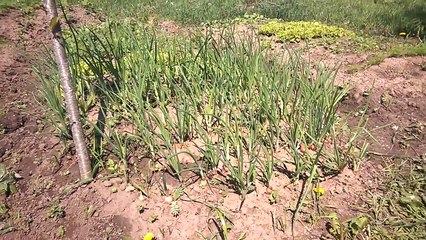 Садим лук на перо