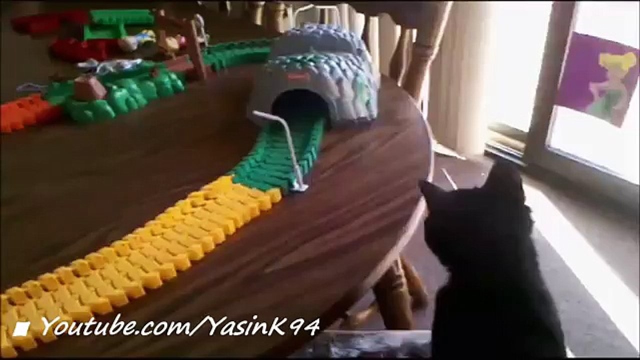 En Komik Kedi Videoları 2016 - Funny Cat Videos (Funny Videos 720p)