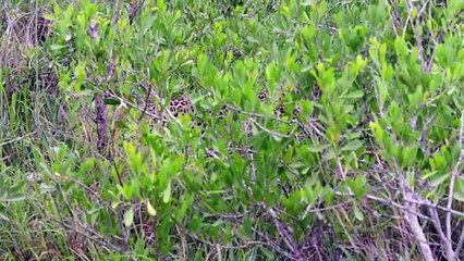 leopard behaviour during impala kill - by samiullah