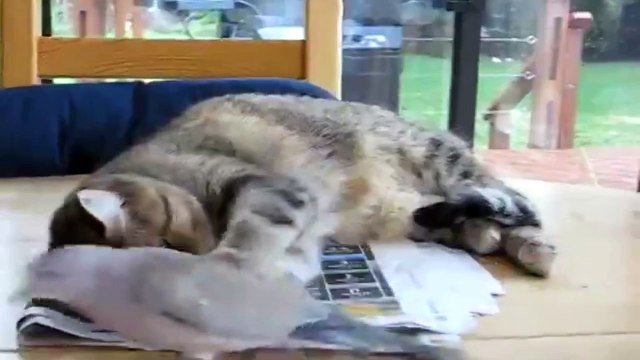 Голубь пристаёт к коту! Мир сошел с ума)))