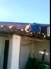 Un singe ivre menace des gens avec un couteau!