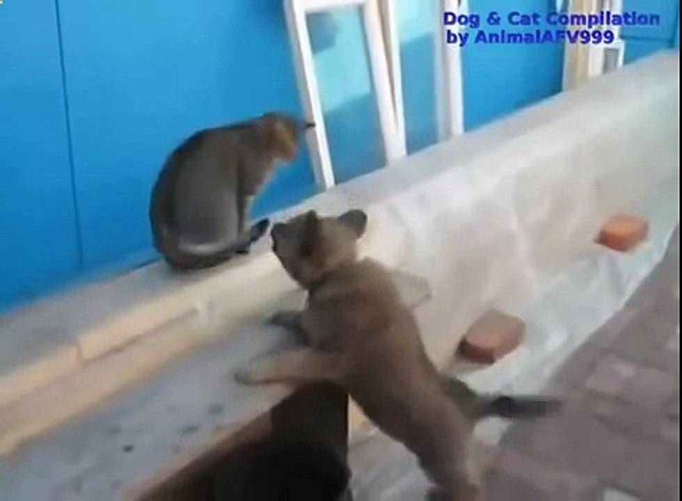 Кошки с собаками соревнуются кто смешнее