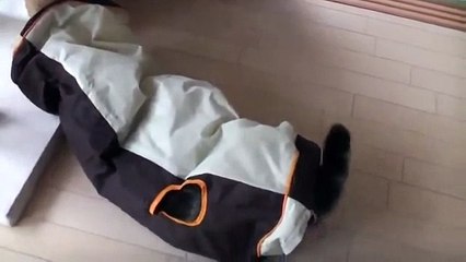 Кошки мышки приколы