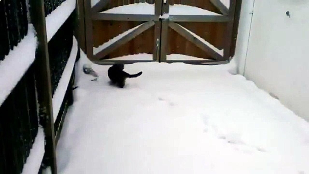 Кошки и снег забавно!