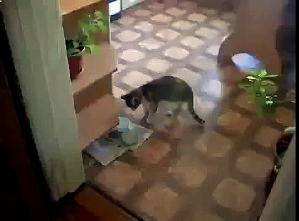 Кошки едят еду без ложки смех