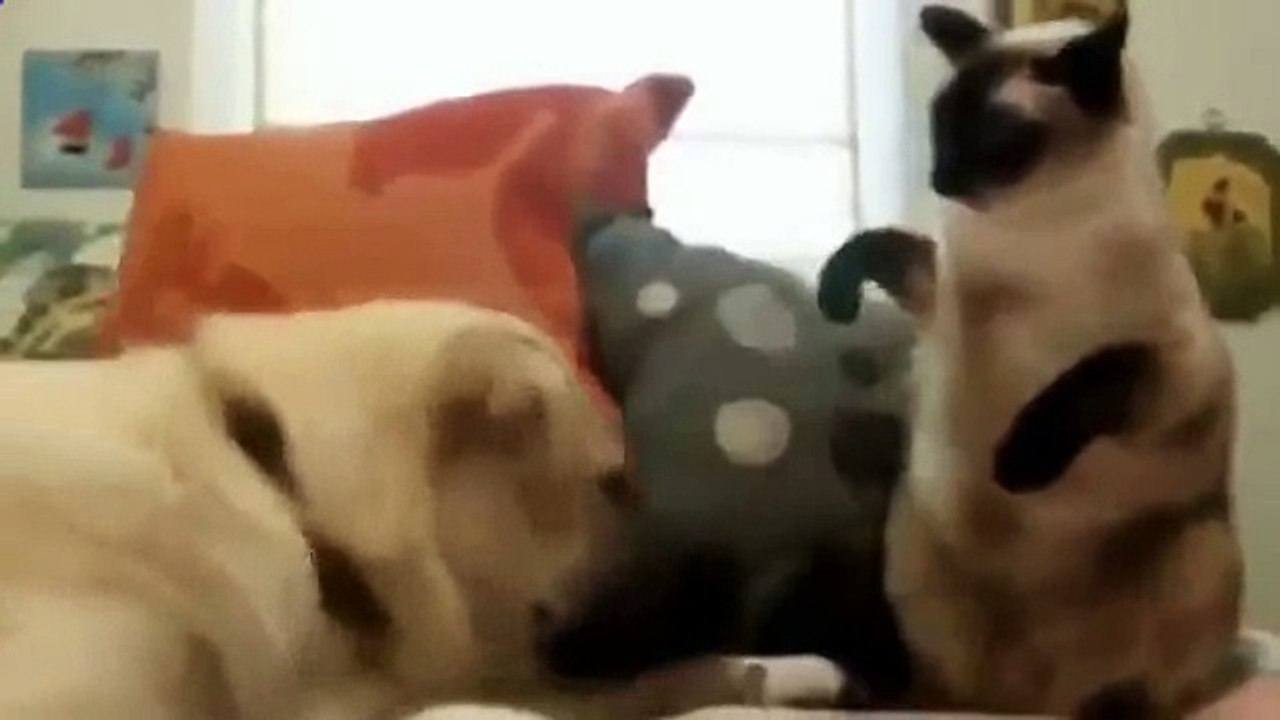 Кошки боксеры Вот это смешные звери