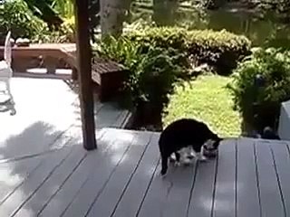 Кошка и енот конфликтуют кто победит