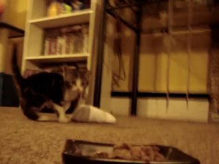 Hey petit chat! On parle pas en mangeant!!!