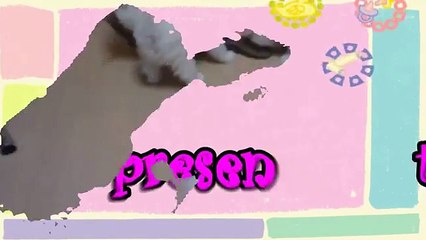 Fluffy Puppies Barking and Playing