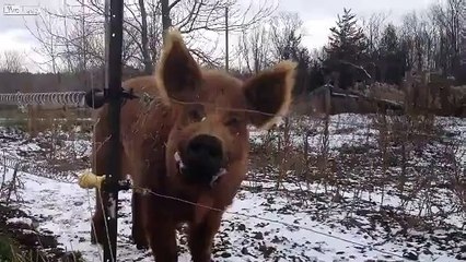 Elektrikli Tele Değen Domuzun Çığlığı