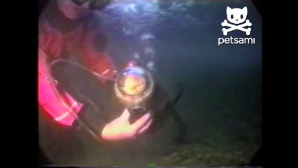 Scuba Diving Cat Lives On The Edge