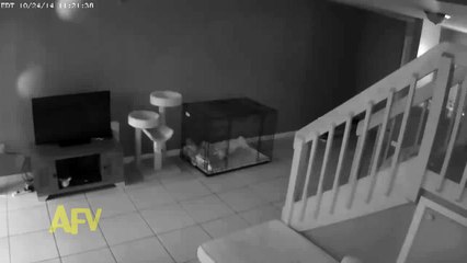 Security Camera Catches Naughty Cat