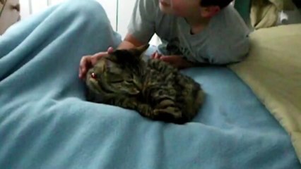 Spitting Cat