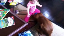 Funny Babies Annoying Cats and Dogs