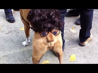 Смешные собаки в костюмах. Подборка Топ 7