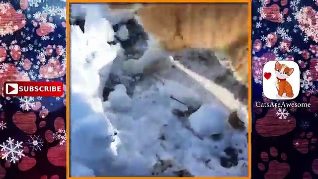 Cats Discovering Funny Cats 2016-Cute Cats and Kittens-Cats January 2016-CatsAreAwesome