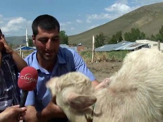 Beyaz manda yavrusu şaşırttı