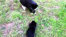 Cats Meeting Puppies for the First Time Compilation 2014