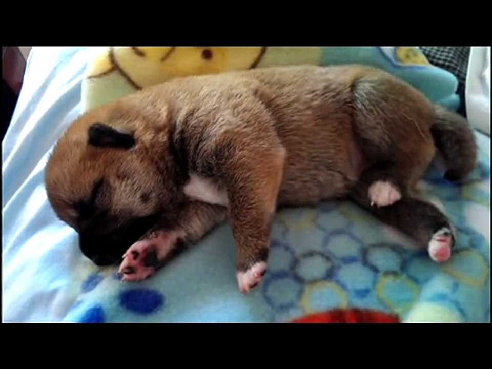 Cutest Puppies Falling Asleep - Puppies - Cute Compilation 2015(1)