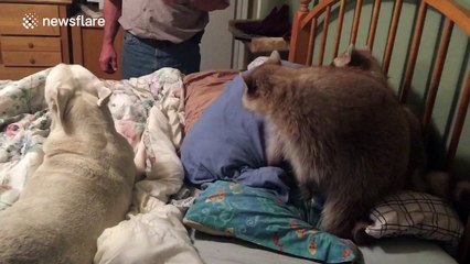 Two raccoons wrestle a bulldog