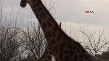 İzmir Doğal Yaşam Parkındaki Dört Zürafa, Ziyaretçilerin İlgi Odağı Oldu