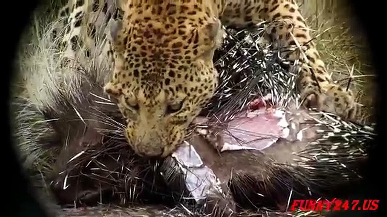 Leopard Attack Porcupine to die Amazing Animal part 5