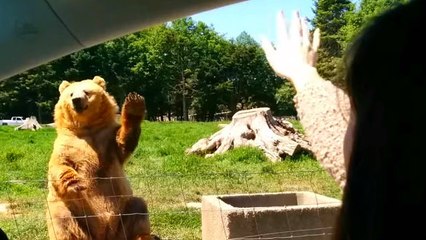 Brown Bear Makes An Impressive Catch