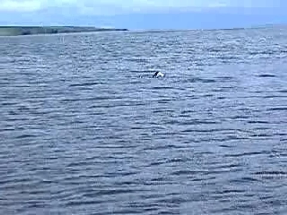 phoque dans l'eau