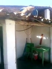 Drunk Monkey with a large Knife threatens Bartender!