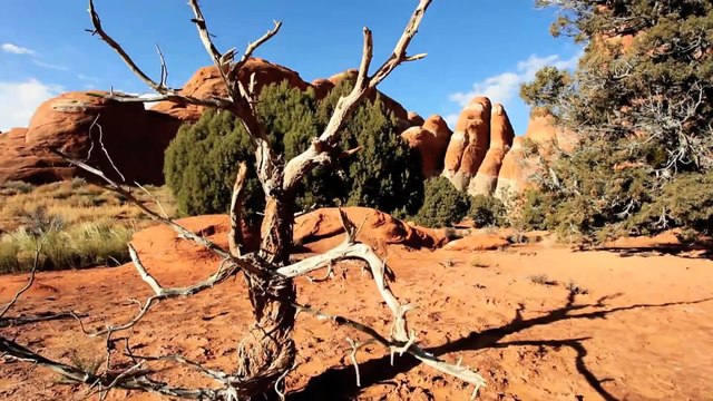 Documentary on Forests Under Fire (Wildfire) 1080p