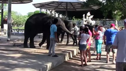 Слоны  Тайланда