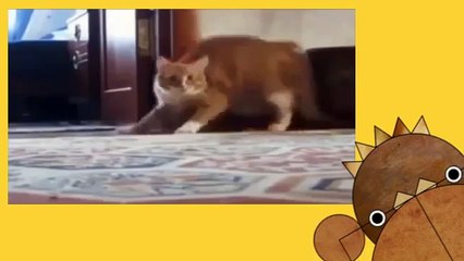 Короткие приколы с котиками — смешные видео