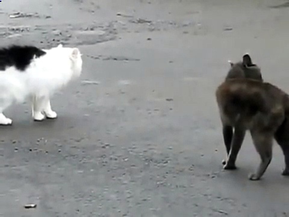 Коты ругаются между собой Забавно смотреть