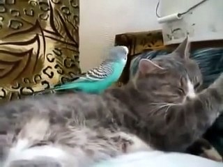 Кот играет с попугайчиком Такой классный прикол!