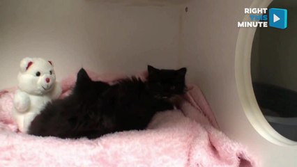 'Vet Ranch' Saves Kitten and Puppy With Eye Injuries