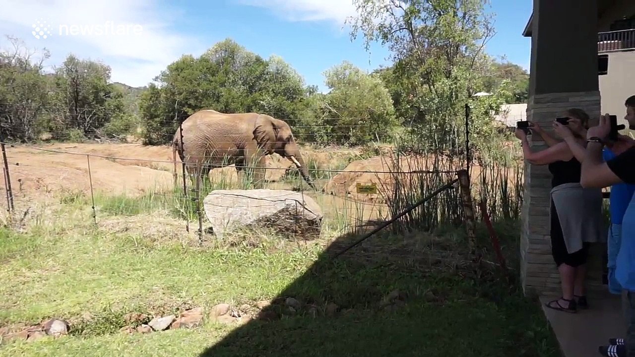 Just an elephant dropping by for lunch