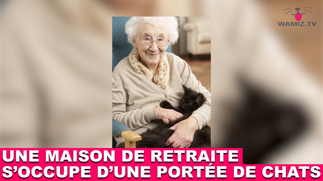 Une maison de retraite s'occupe d'une portée de chats ! L'histoire dans la minute chat #135