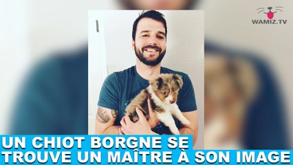 Un chiot borgne se trouve un maître à son image ! Tout de suite dans la minute chien #135