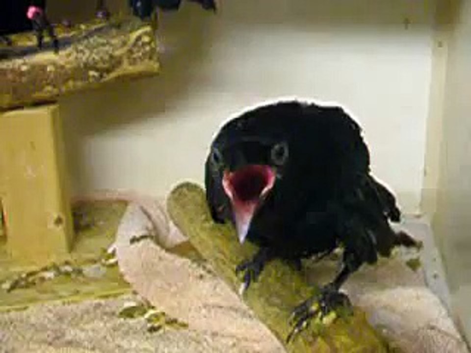Crow Finger