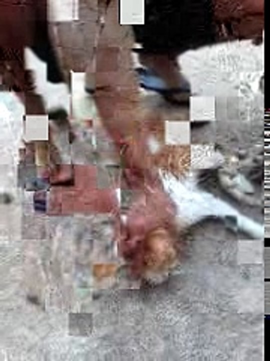 Amazing and funny cat